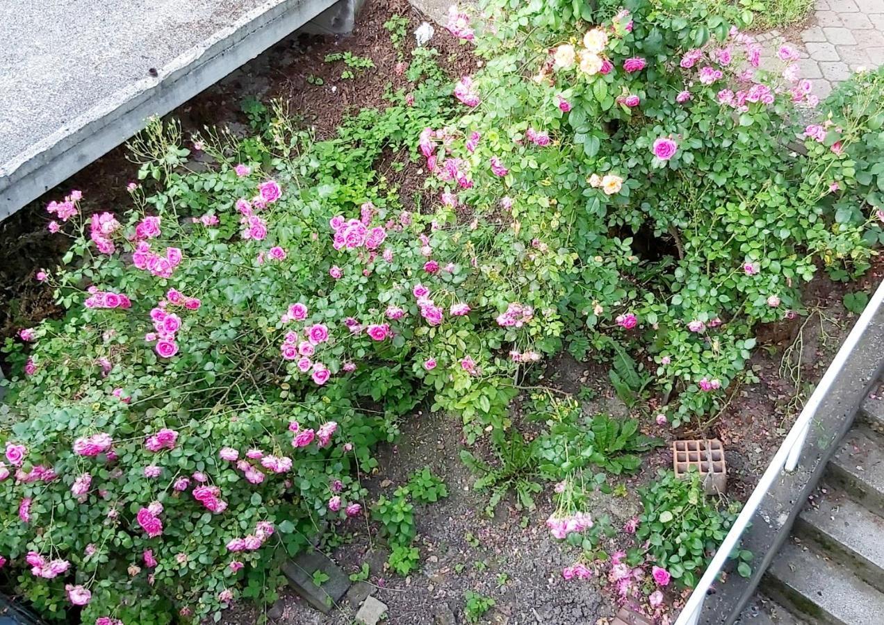 Mija Daire Saraybosna Dış mekan fotoğraf